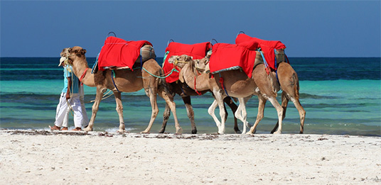 Kamele am Tunesischen Strand